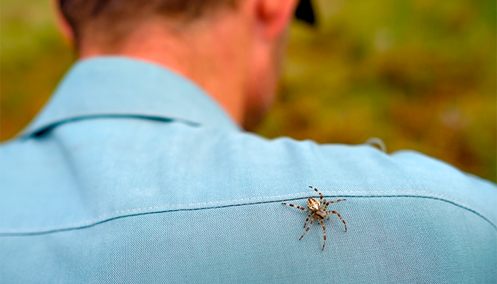 ¿Cómo actuar ante una ‘picadura de araña’?