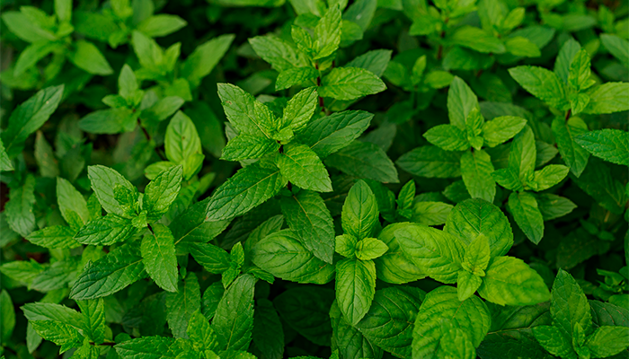 Propiedades terapéuticas de la menta